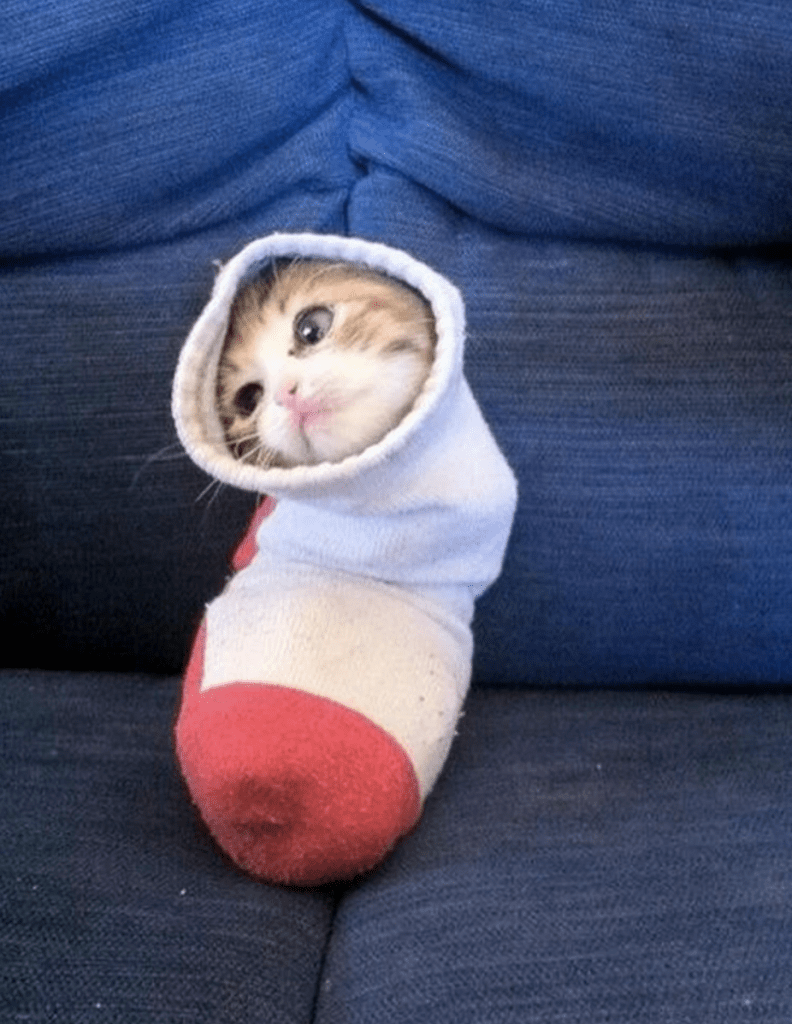 Cat sock